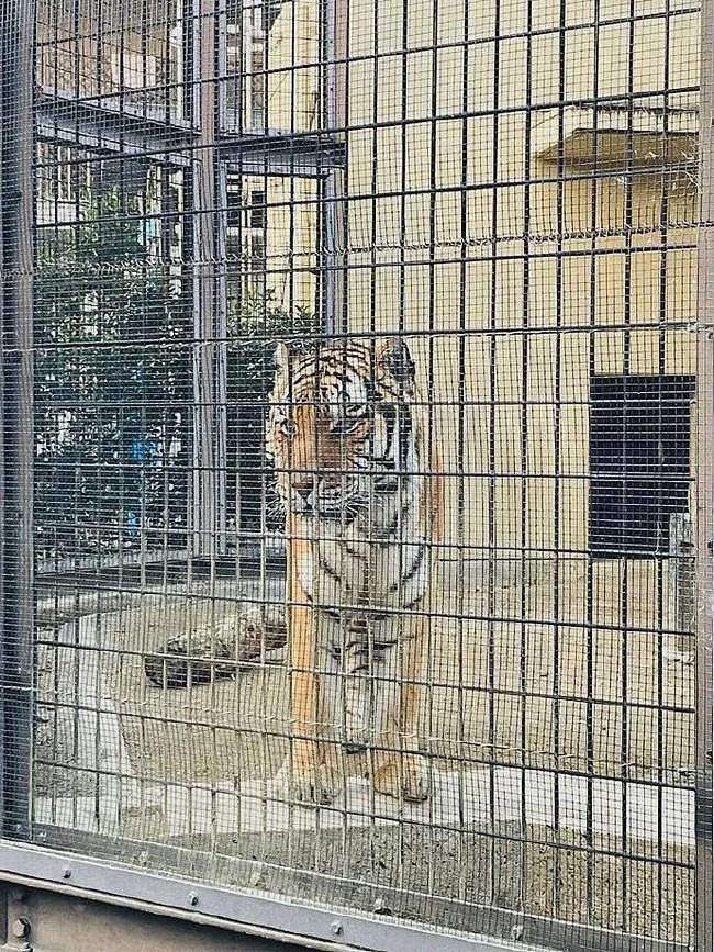 去动物园时，对着老虎试了试猫语翻译器，它说：一边凉快去！ - 1