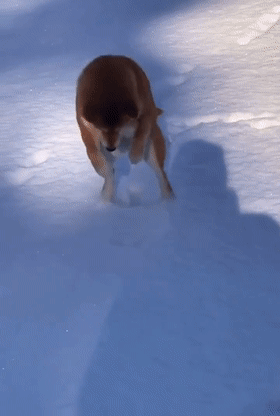 原来狗狗在下雪天还有这个用途...哈哈哈哈哈哈哈挺好用！ - 7