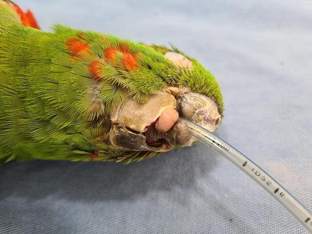 动物专家亲手重造鸟喙，巴西受伤鹦鹉重获新生 - 4