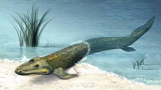 人类祖先是鱼！我国浙江找到证据，人体中耳就是鱼鳃 - 3