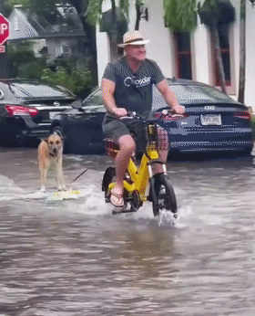 暴雨淹没街道，正发愁怎么出门时...看到一只狗在冲浪？ - 1