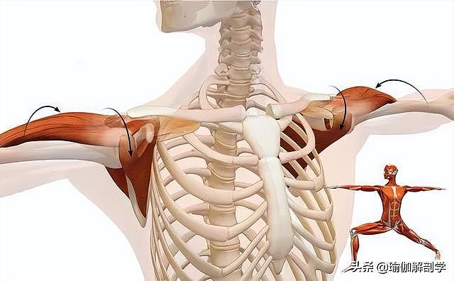 瑜伽开肩，肩关节的8大解剖运动形式及对应体式，一定要知道 - 3