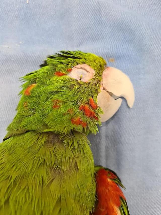 动物专家亲手重造鸟喙，巴西受伤鹦鹉重获新生 - 8