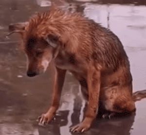 流浪狗低着头坐在路边淋雨，画面超心碎：我没有地方可以去…… - 3