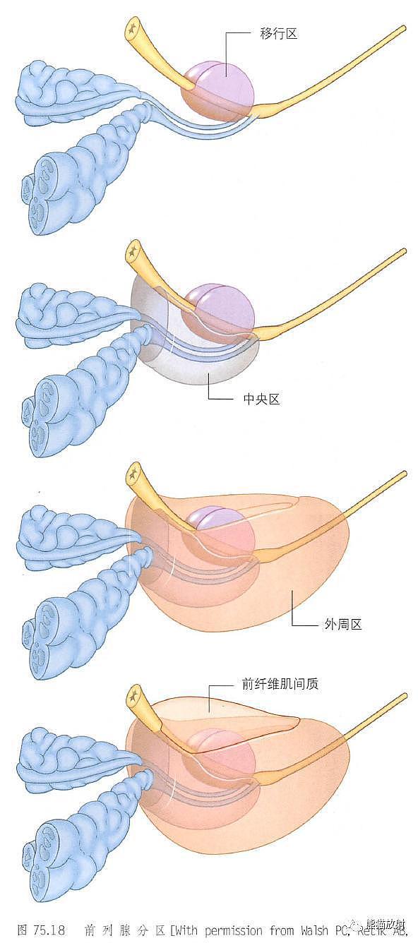 解剖丨膀胱、前列腺、尿道、生殖系统 - 13