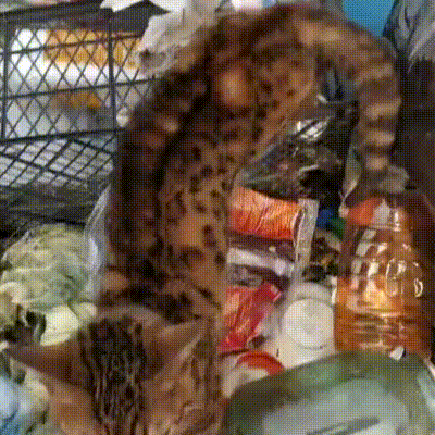 身价不菲的孟加拉豹猫，沦落到以垃圾为食，品种猫为什么会流浪？ - 4