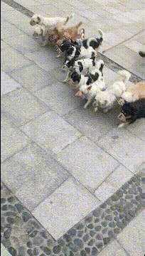 搞笑GIF趣图：如果我有这样一群狗，应该是大街上最靓的崽 - 2
