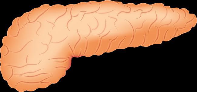 消化器官只有肠胃道？其实不止，这3个部位也都属于消化器官 - 3