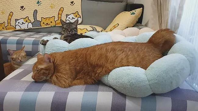 买的猫窝说只能睡4公斤以下的猫，但橘猫非要睡，就这样了！ - 1