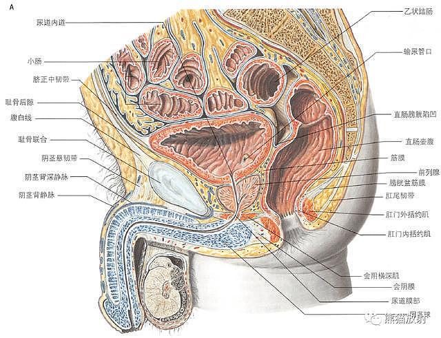 解剖丨膀胱、前列腺、尿道、生殖系统 - 2