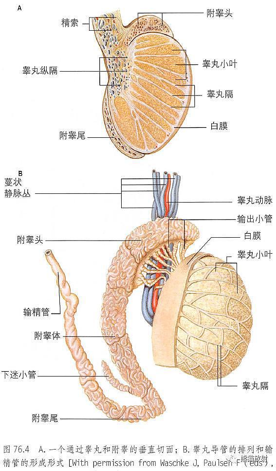 解剖丨膀胱、前列腺、尿道、生殖系统 - 17