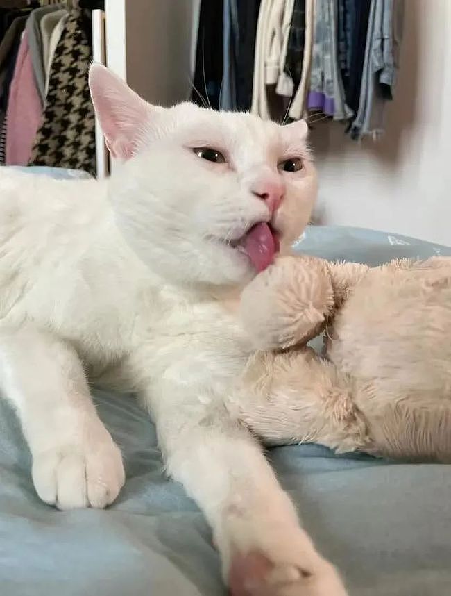 白猫给自己最好的朋友舔毛，舔着舔着就...哈哈哈哈！ - 2