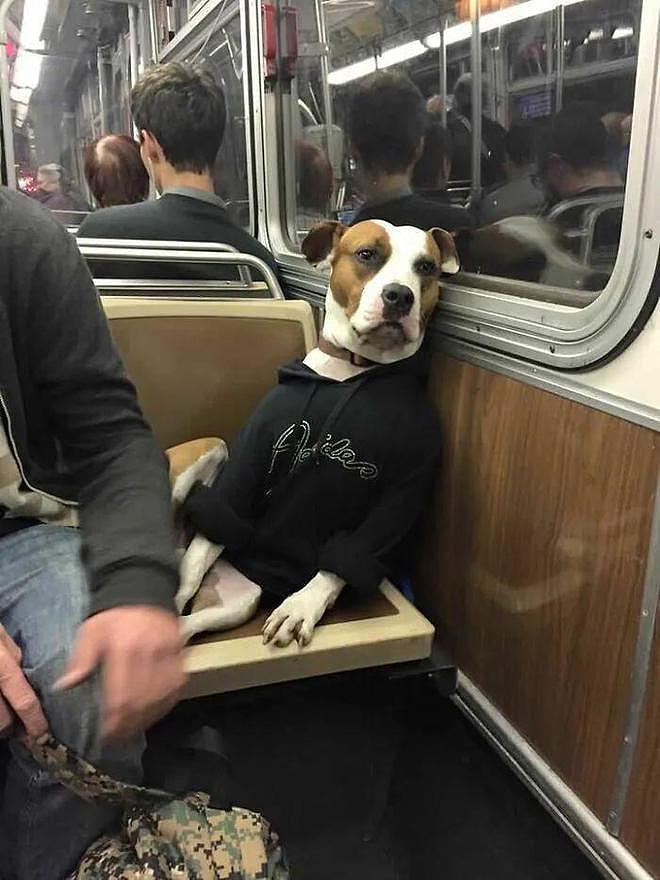 坐地铁时偶遇路霸，乘客见它就乖乖收脚...哈哈哈哈是真的很霸道！ - 6