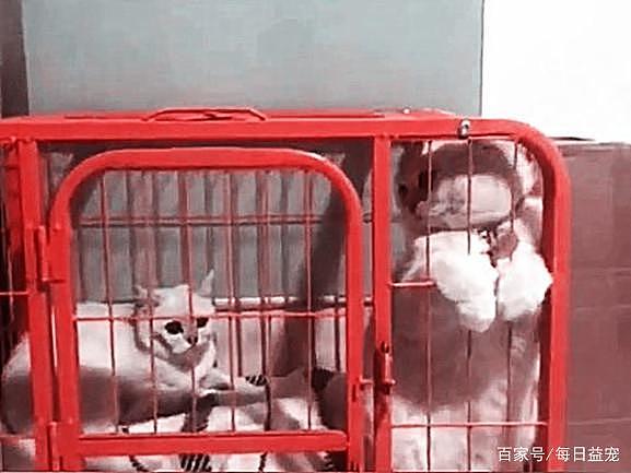 为了让猫咪怀孕，主人强行将两只猫关一起，公猫的反应让人心疼！ - 5