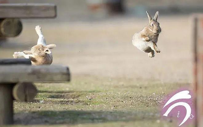 兔兔打起架来能有多可爱？在摄影师的镜头里都能看见哦！ - 5