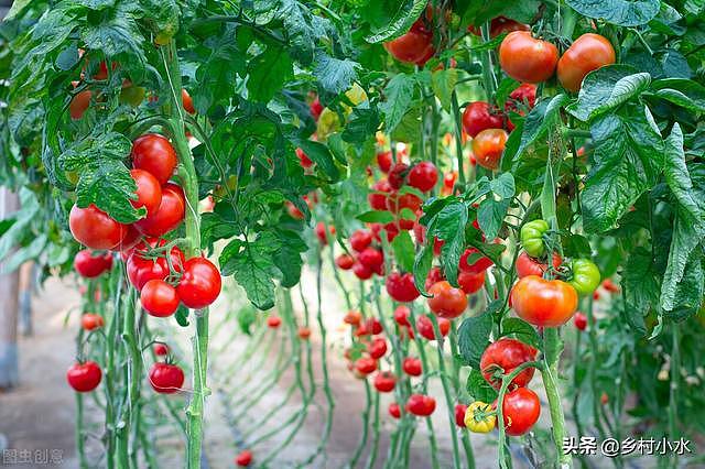 辣椒、茄子、番茄早衰如何防治？老农教你5个方法，果实摘不完 - 4