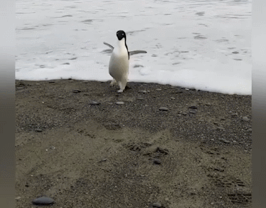 史上最倒霉路痴企鹅，竟从南极迷路到新西兰，离家3000公里！ - 6