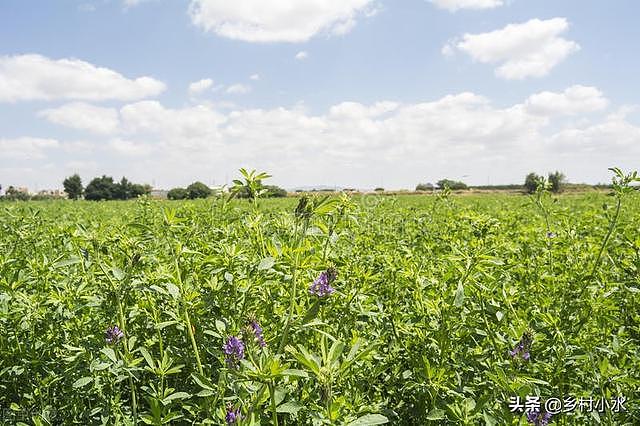 紫花苜蓿亩产5吨，种植1次可以连续收割10年，被誉为“牧草之王” - 3