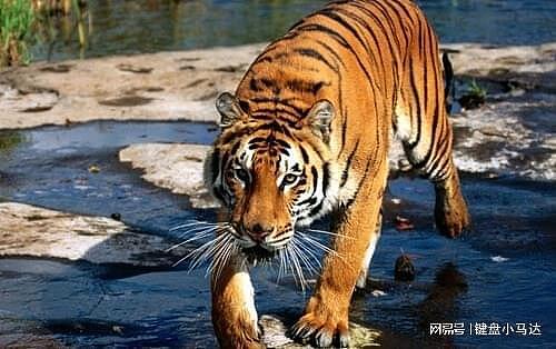 汉武帝讨厌胡人进贡的动物，将它送去喂老虎，不料老虎却伏地不起 - 6