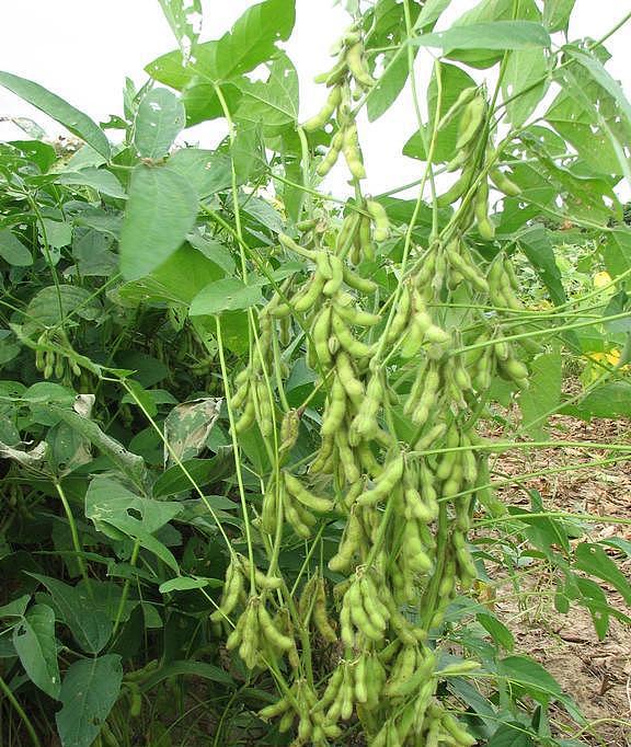 种植大豆怎样施肥才能更高产？田间施肥要注意这4点 - 9