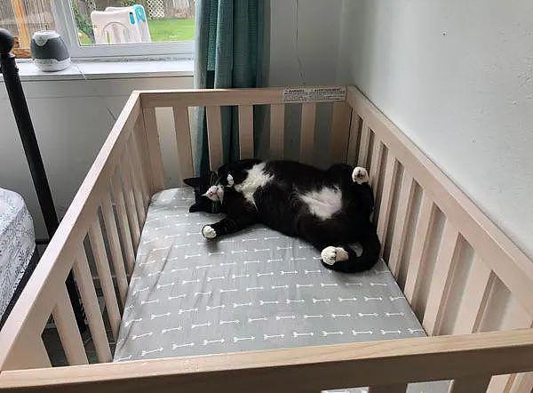 宝宝睡着了，准备抱进婴儿床，结果发现猫已经在那了！ - 2