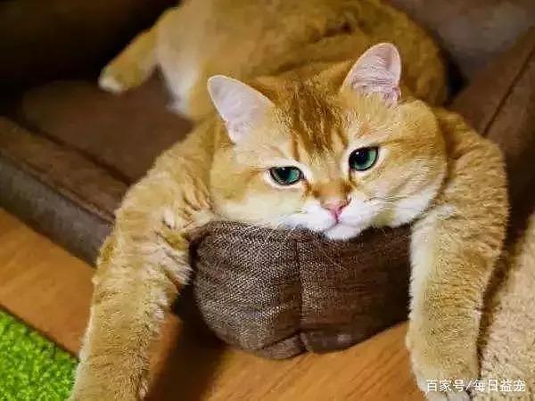 一只平平无奇的橘猫，身上竟藏着7个“世界之最”，你不知道吧！ - 7