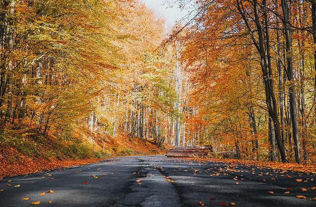今日秋分丨木叶落，秋分至，正是一年最美时 - 2