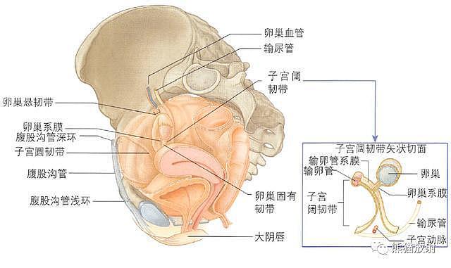 解剖丨膀胱、前列腺、尿道、生殖系统 - 27