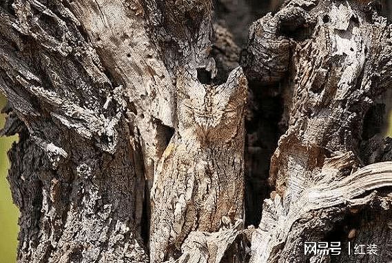 英国最火老年痴呆测试：树干里有一只猫头鹰，你能在10秒内找到吗 - 1
