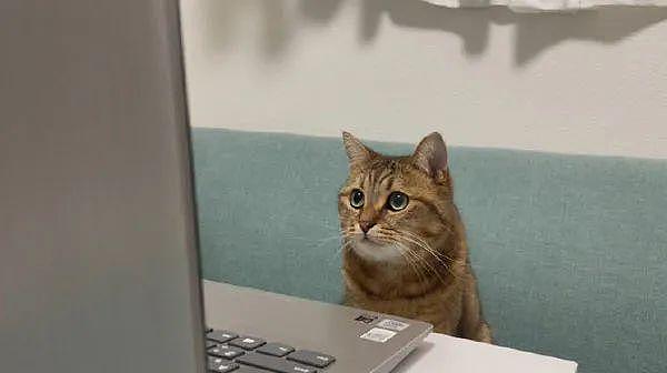 和老板视频时，中途上了个洗手间，回来就看到猫在电脑前！ - 1