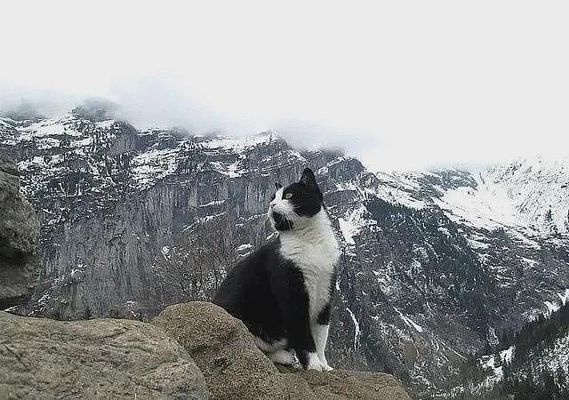 游客在瑞士登山迷路，靠一只热心猫咪的指路，安全回到村庄 - 8