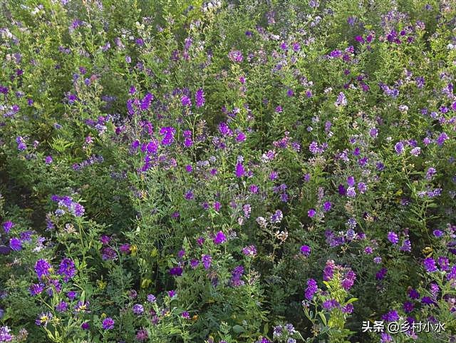 紫花苜蓿亩产5吨，种植1次可以连续收割10年，被誉为“牧草之王” - 4
