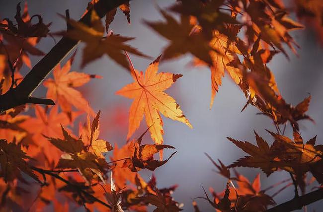 今日秋分丨木叶落，秋分至，正是一年最美时 - 6