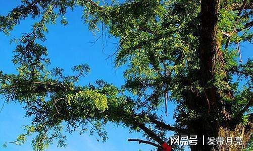 水杉树白垩纪就出现的树，一种被称作“国宝”的植物！ - 8