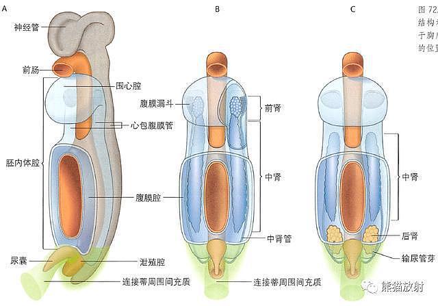 解剖丨膀胱、前列腺、尿道、生殖系统 - 14