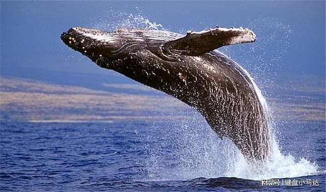 从人类野蛮捕鲸史，到丹麦“杀鲸大会”，鲸鱼的血泪染红了海！ - 1