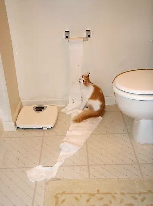 自从养了猫，我上厕所都没纸用 - 18
