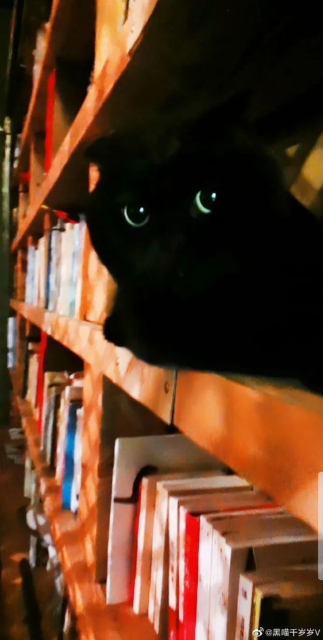 “我最爱的网红黑猫千岁岁回喵星球了，我很想念它” - 20