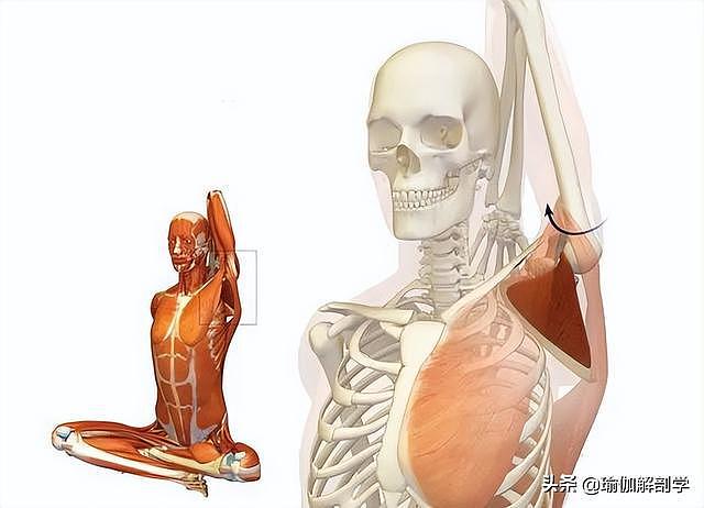 瑜伽开肩，肩关节的8大解剖运动形式及对应体式，一定要知道 - 2