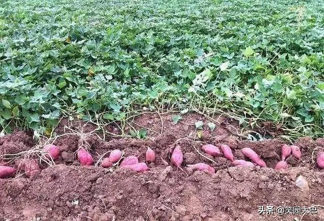 酷夏「解暑神器」西瓜、人人爱吃的红薯种植技巧分享 - 8