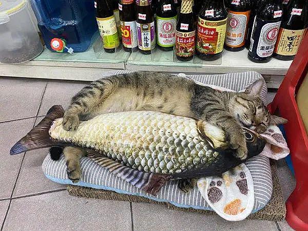 去买东西要等付账时，却看到猫老板在睡觉，这要怎么结账？ - 2