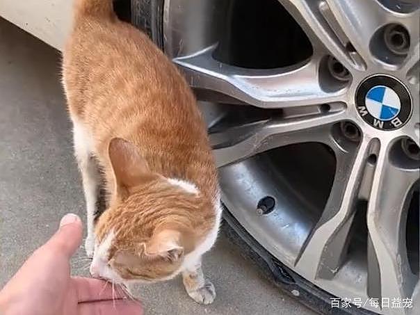 猫咪不停地在车胎旁徘徊，车主上前一看，太暖了吧！ - 3
