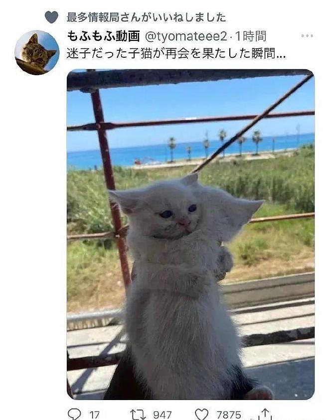 日本某推友拍到的两只小猫拥抱瞬间好治愈呀 - 1