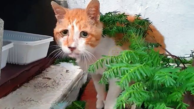 瘦骨嶙峋的流浪橘猫，饿到吃沙土，获救后它时时刻刻在进食 - 1