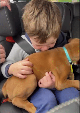 小男孩一本正经的向狗狗鞠躬道歉...哈哈哈哈哈哈人类幼崽太可爱了！ - 12