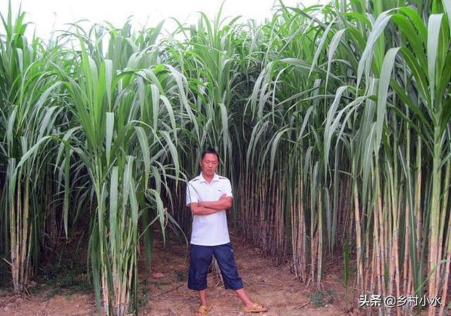搞养殖先种草，皇竹草号称“饲草之王”，亩产达30吨 - 2