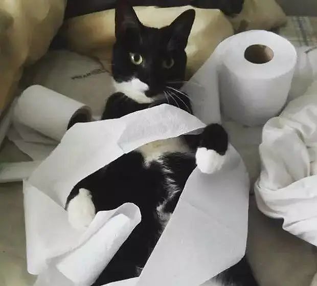 自从养了猫，我上厕所都没纸用 - 24
