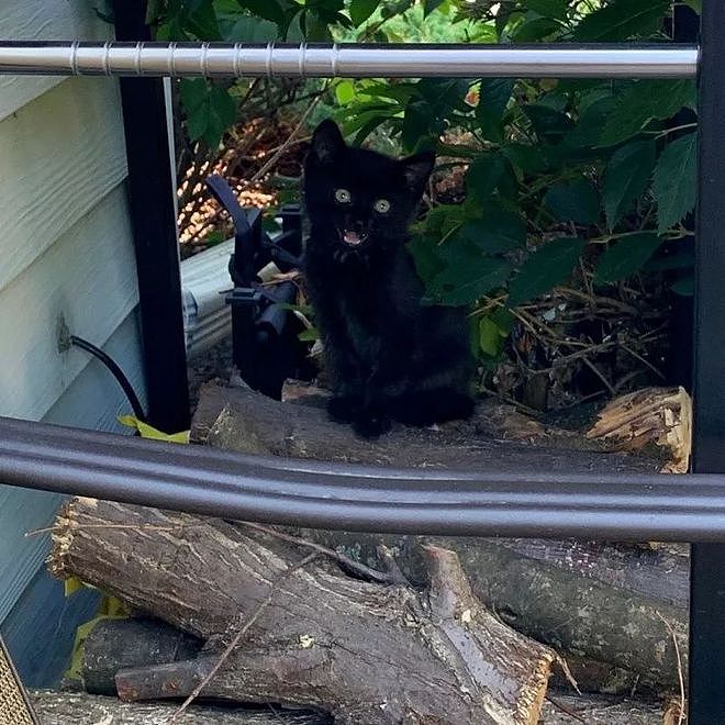 害羞小黑猫每天来吃饭却不进门，有次终于大胆走进家门求收编…… - 4