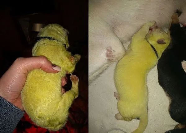 狗妈妈生下8个宝宝，其中一只的色号，居然是“罕见荧光绿”... - 3