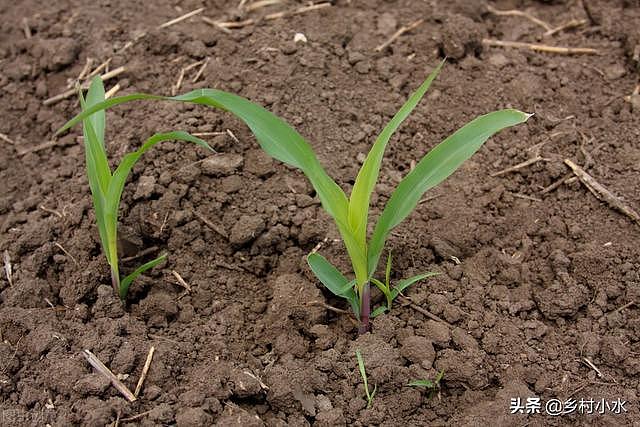 玉米播种后易被鸟刨食，如何防治？老农的6种方法迫使鸟远离农田 - 2